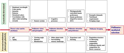 Flower Color Evolution and the Evidence of Pollinator-Mediated Selection